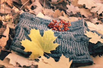 Woolen scarf, yellow maple leaf and rowan berries instagram style