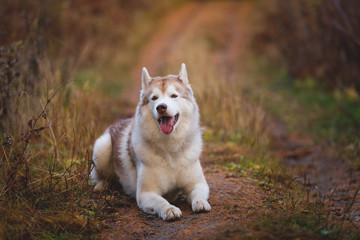 Portrait of cute Siberian Husky dog lying on the path in the bright autumn forest