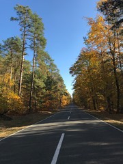 a road in a forest at autumn