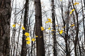 yellow maple leaves illuminated by sun in forest