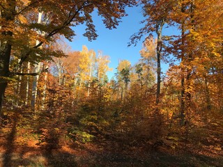 Obraz premium autumn forest