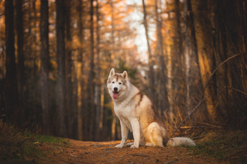 Portrait of beautiful and free Siberian Husky dog sitting in the bright enchanting fall forest