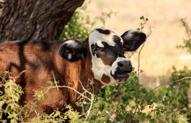 Naklejka na ściany i meble young calves on the ranch in Texas