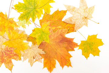 colorful maple leaves on white