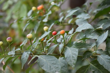 jerusalem cherry