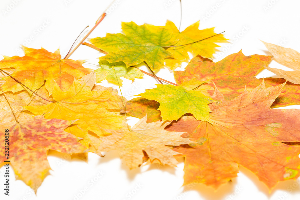 Canvas Prints heap of maple leaves