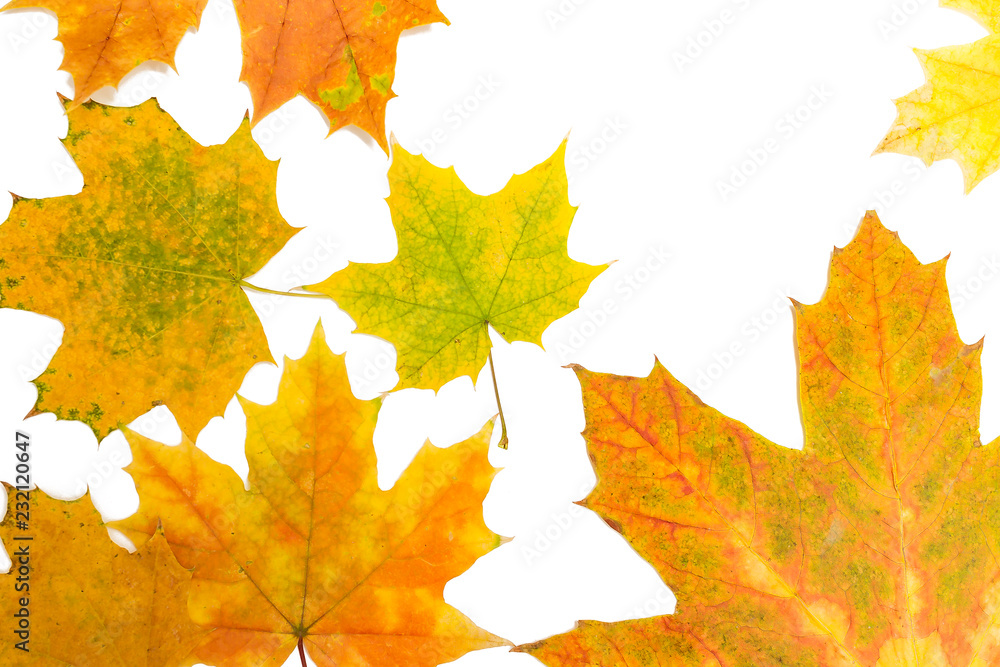 Canvas Prints many maple leaves on white background