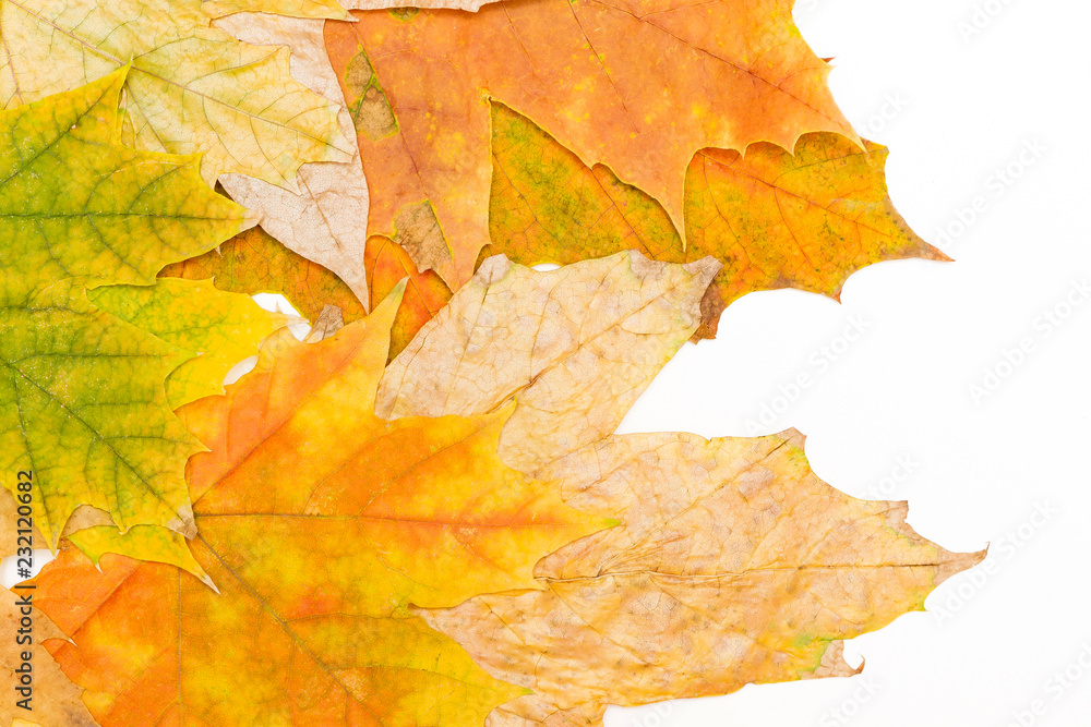 Canvas Prints maple leaves in the left corner macro
