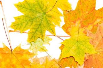 many colorful maple leaves on white