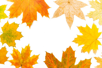 maple leaves around the perimeter of the rectangle