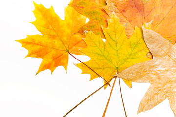several yellow and brown maple leaves