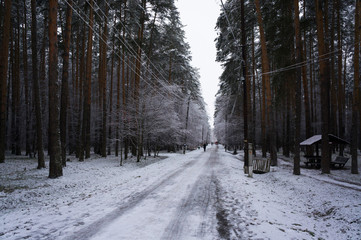Pine forest in the snow