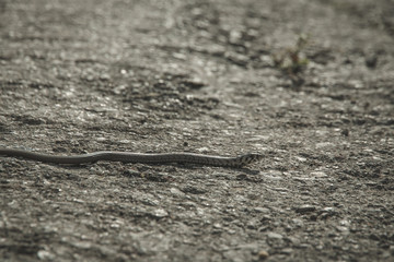 Legless lizard