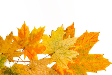 Fototapeta premium yellow, red and brown maple leaves