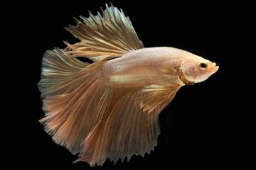 Fototapeta na wymiar Capture of beautiful golden fighting fish , Betta movement on a black background