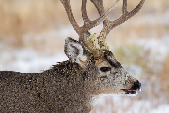 Mule Deer Buck - Wild Deer on the High Plains of Colorado