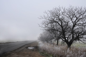 Moody gray landscape of late autumn. A road with puddles in the fog and dry grass and trees in white frost along the road.
