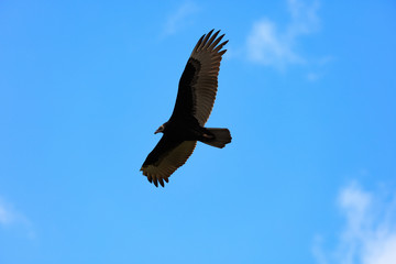 Turkey vulture soaring in the sky
