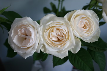 Tripple white rose 