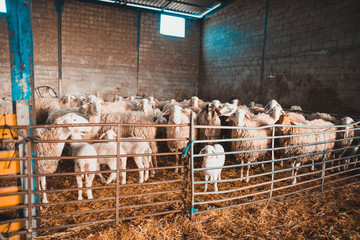 Granja de ovejas