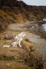 Obraz premium Portrait of prideful and free dog breed siberian husky sitting on the hill on the sea and mountains background in autumn