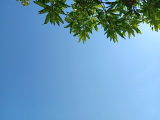 green branches of a palm tree