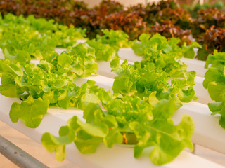 Hydroponic lettuce farming plant for healthy food concept