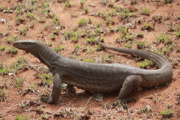 iguana, sri lanka