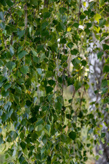 Obraz na płótnie Canvas Beautiful green birch