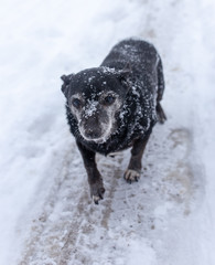 Dog walking in the snow in winter