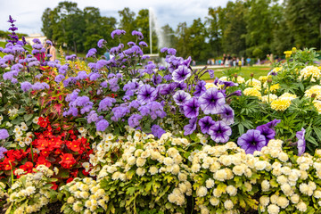 Blooming flowers in the park