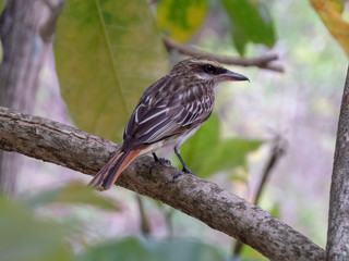 Reinita de los charcos, Northern Waterthrush, Parkesia noveboracensis