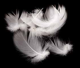 Obraz premium White feather isolated on black background