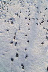 Animal footprints in the snow as a background