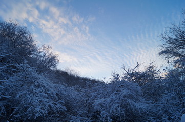 Winter sunset. Beautiful blue sky, cirrus clouds. Winter Garden. The branches of the trees are covered with soft, fluffy snow.