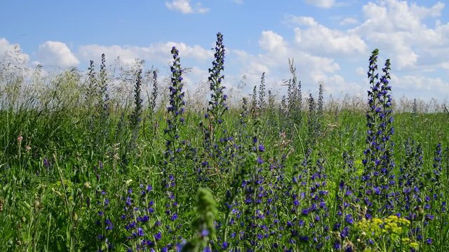 Blooming Salvia Superba close up on a wild meadow