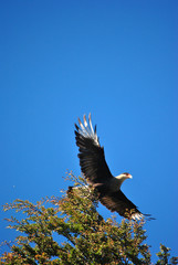 Amazing bird flying out of a tree, Southern crested caracara, a Carancho, with open wings with some foliage on the foreground and clear blue sky on the background with copy space for text