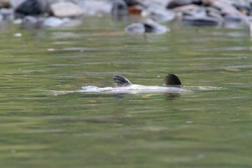 Salmon spawning in river on its side