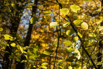 Herbstliche Laubblätter im Gegenlicht