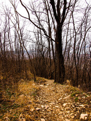 gloomy forest in autumn