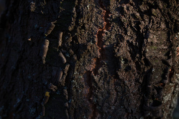old wood tree bark texture with green moss