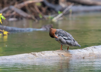 Common Merganser Duck preening