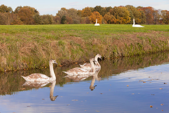 white swans in green grassy meadow near autumn forest in holland and young ones in canal