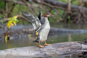 Common Merganser Duck spreading wings