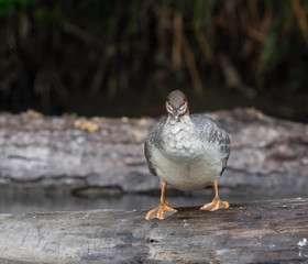 Common Merganser Duck facing front