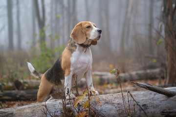 dog Beagle in thick fog while walking in autumn Park - obrazy, fototapety, plakaty