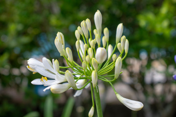White African Lily