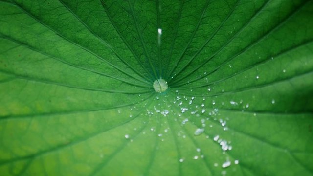 Water drops running on lotus leaf - close-up - slow motion