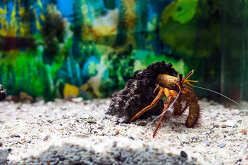Hermit crab in shell. Dardanus megistos in aquarium