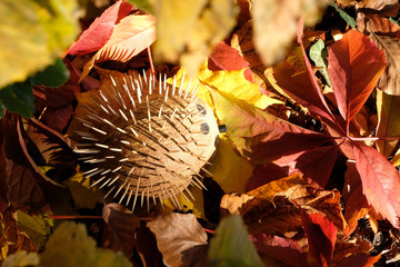 Handmade and self-made Hedgehog artwork DIY craft from coconut shell,  one black crayon and toothpicks on fallen red yellow orange brown  autumn leaves. High angle view of handicraft erinaceidae.